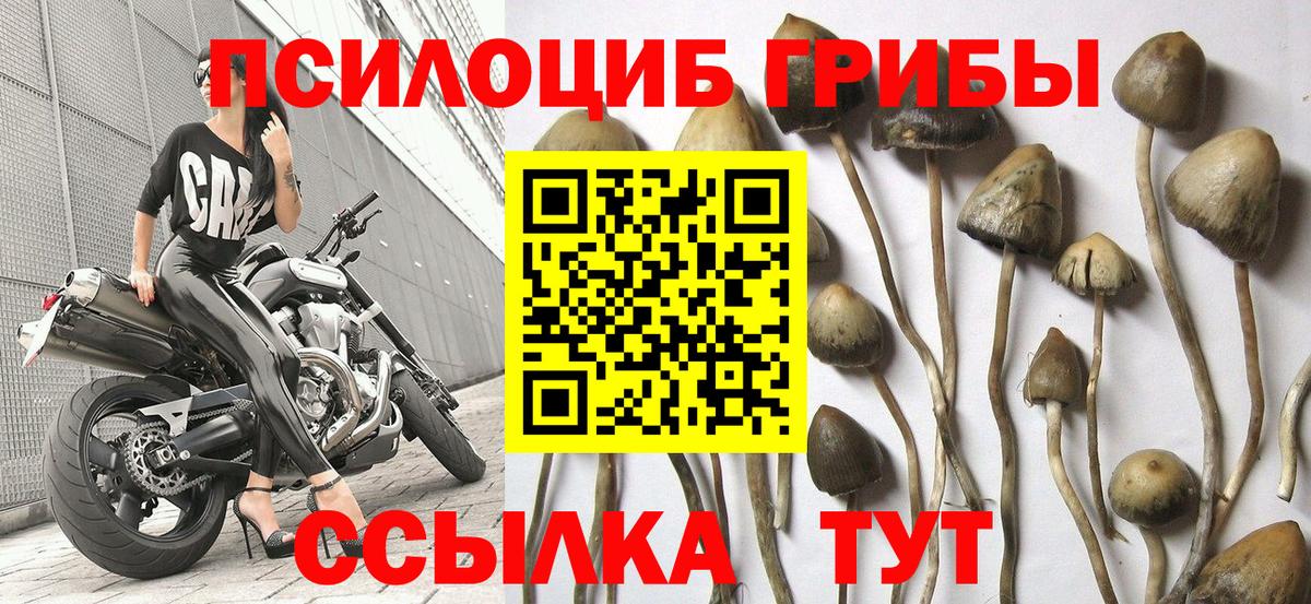 Галлюциногенные грибы Magic Shrooms Камышин